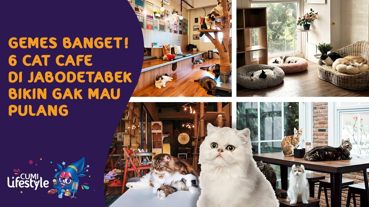 Café Unik Di Jakarta Dengan Konsep Kucing Wajib Dikunjungi