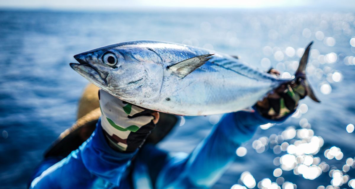 Harga Tuna Sirip Biru Termahal di Tokyo Awal 2026