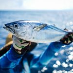 Harga Tuna Sirip Biru Termahal di Tokyo Awal 2026