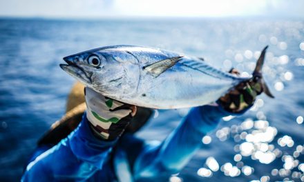 Harga Tuna Sirip Biru Termahal di Tokyo Awal 2026