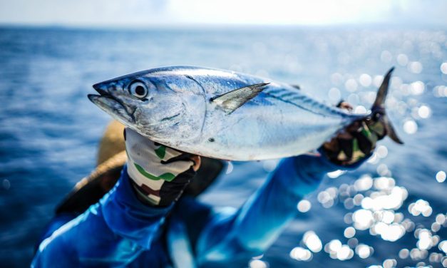 Harga Tuna Sirip Biru Termahal di Tokyo Awal 2026