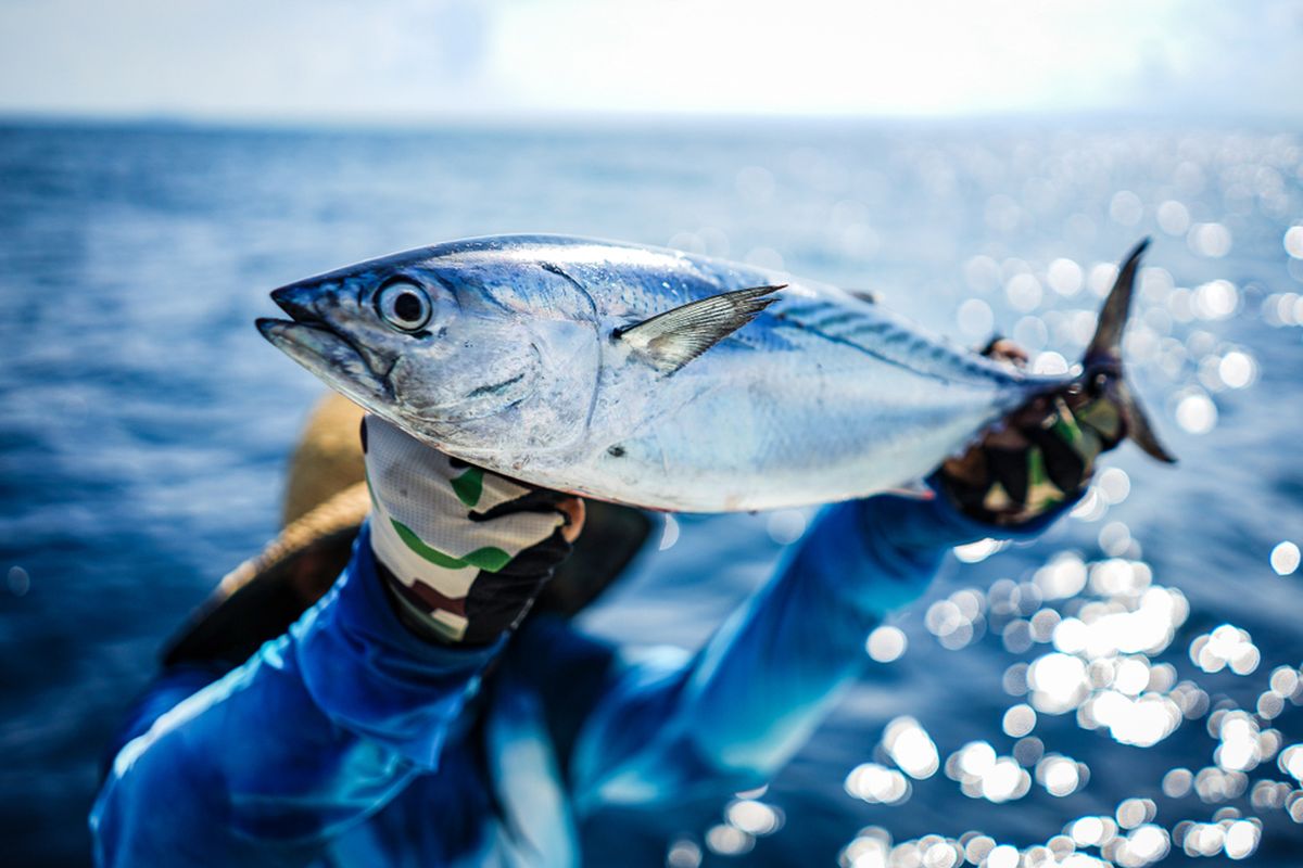 tuna sirip biru raksasa di lelang pasar ikan Toyosu Tokyo 2026