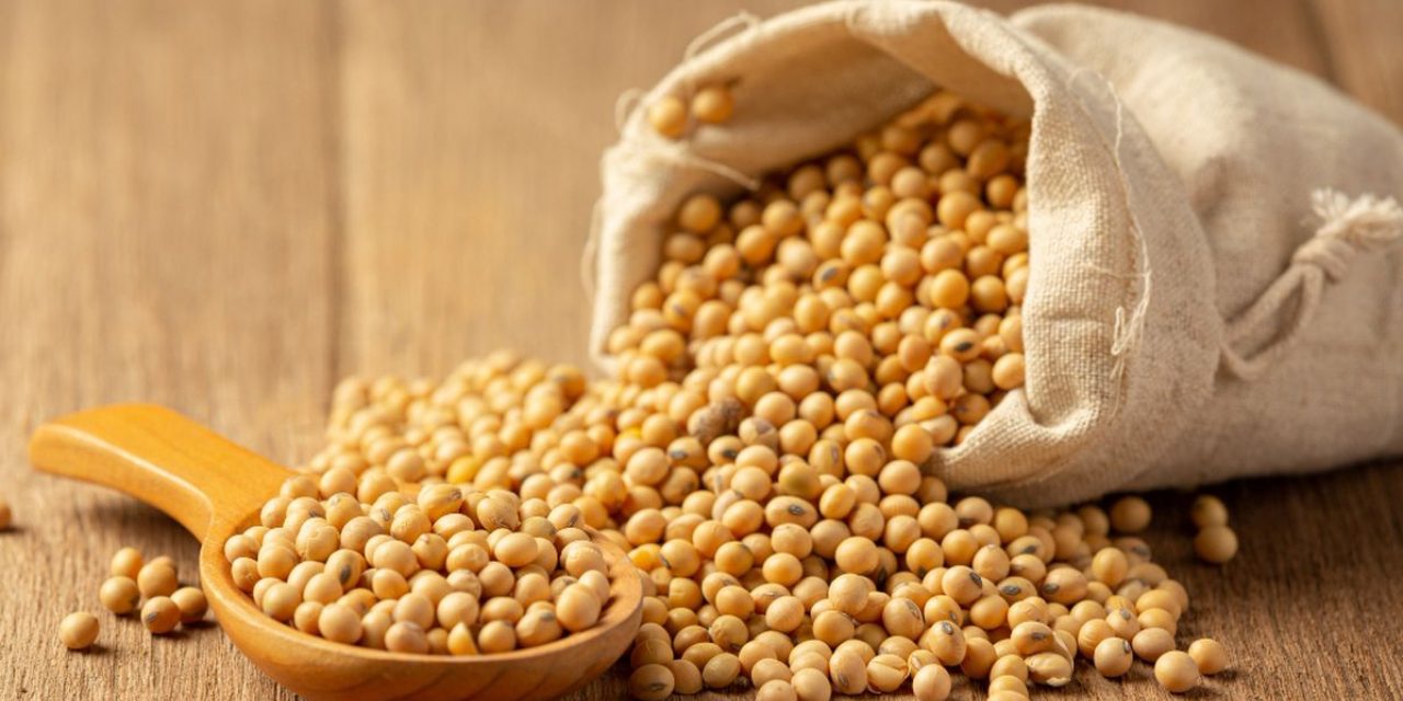 Inovasi Pengolahan Tauco: Dari Produk Basah ke Bentuk Bubuk