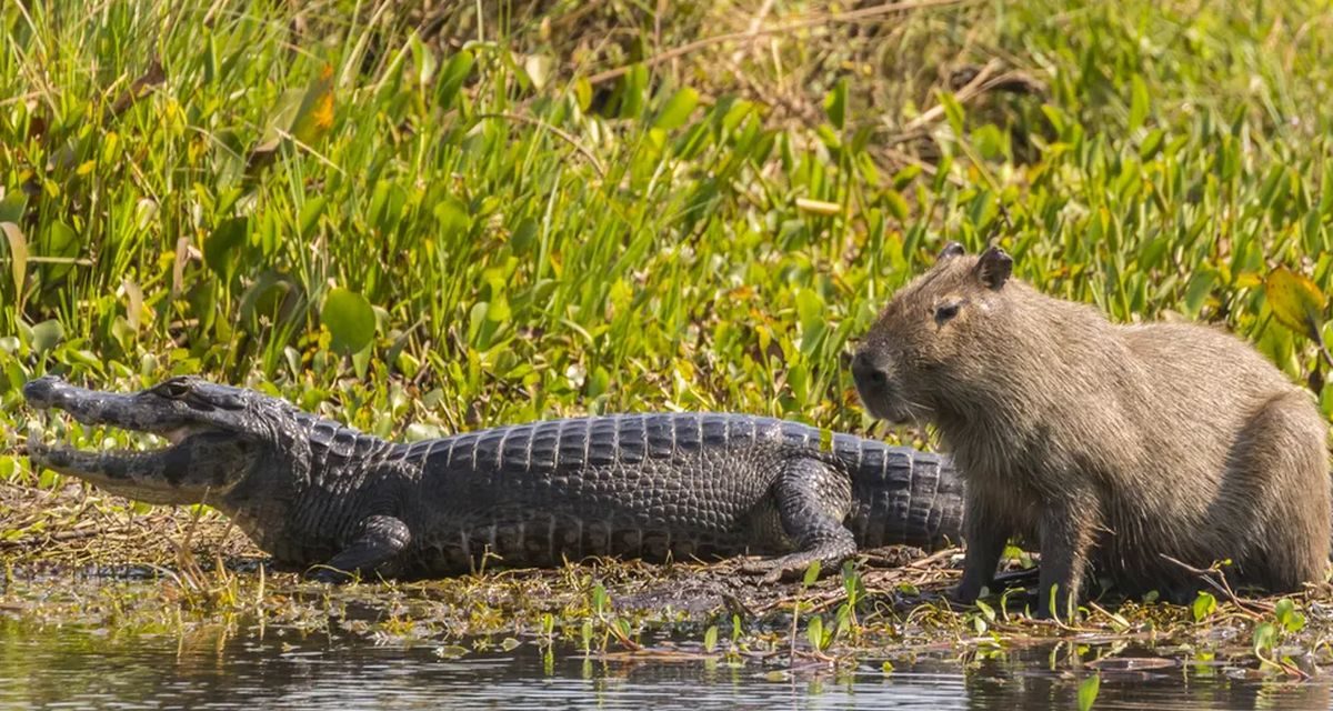 Kapibara  Bertahan Hidup Dengan Hewan Pengerat Terbesar