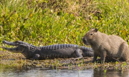 Kapibara  Bertahan Hidup Dengan Hewan Pengerat Terbesar