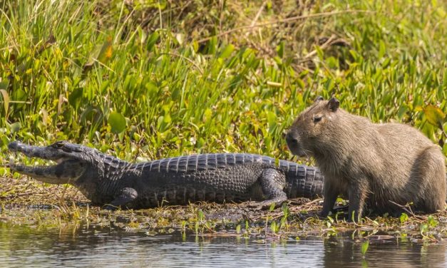 Kapibara  Bertahan Hidup Dengan Hewan Pengerat Terbesar