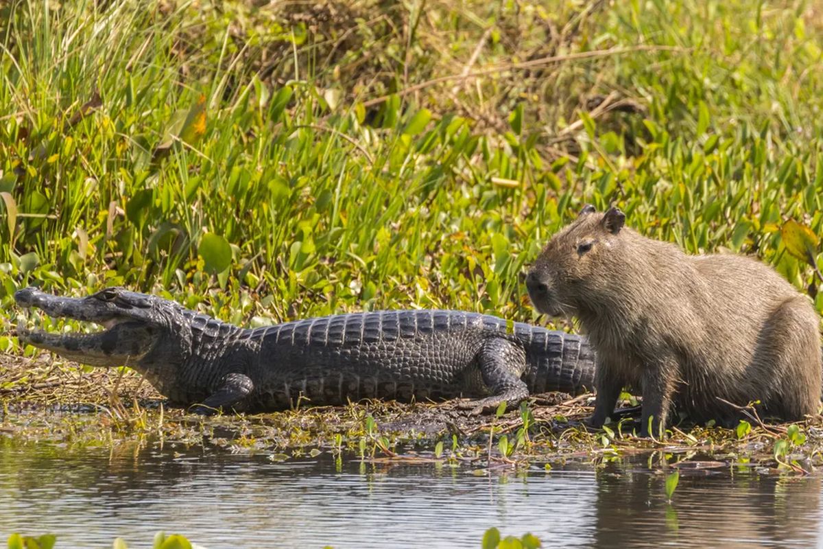 Kapibara hidup berdampingan dengan buaya di perairan alami tanpa konflik langsung