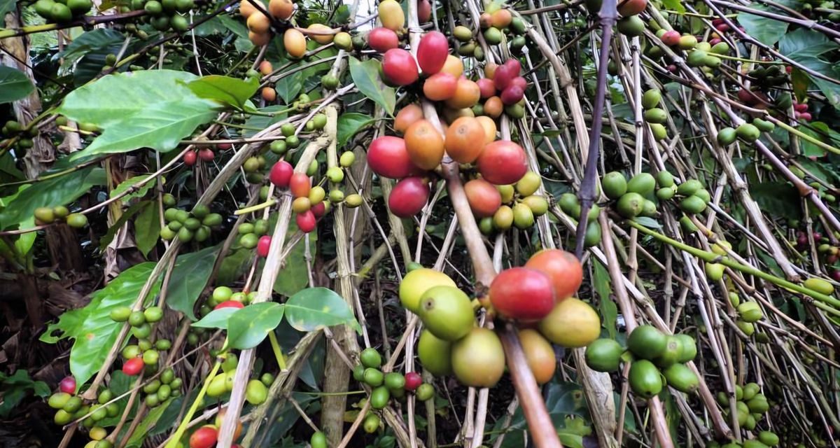Dampak Banjir Bandang Aceh terhadap Perkebunan Kopi Gayo