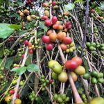 Dampak Banjir Bandang Aceh terhadap Perkebunan Kopi Gayo