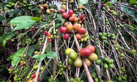 Dampak Banjir Bandang Aceh terhadap Perkebunan Kopi Gayo
