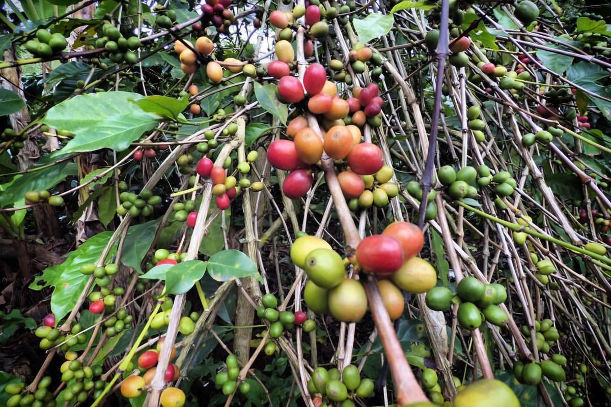 banjir bandang aceh merusak kebun kopi gayo