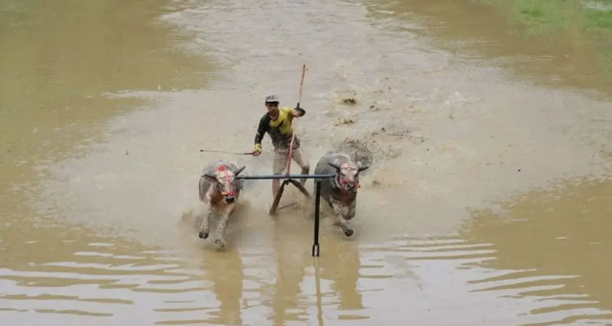 Barapan Kebo sebagai Identitas Budaya dan Aset Ekonomi