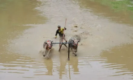 Barapan Kebo sebagai Identitas Budaya dan Aset Ekonomi