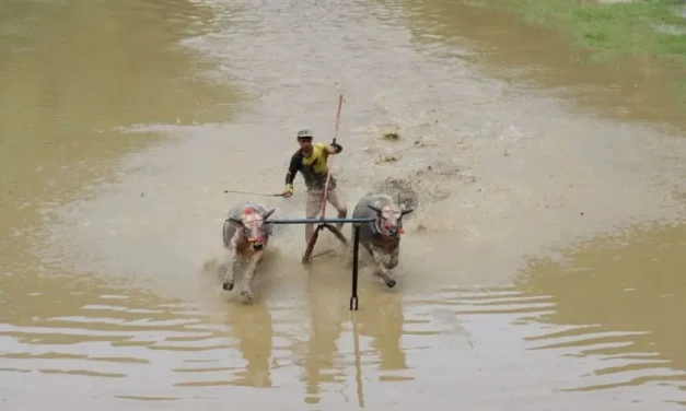 Barapan Kebo sebagai Identitas Budaya dan Aset Ekonomi