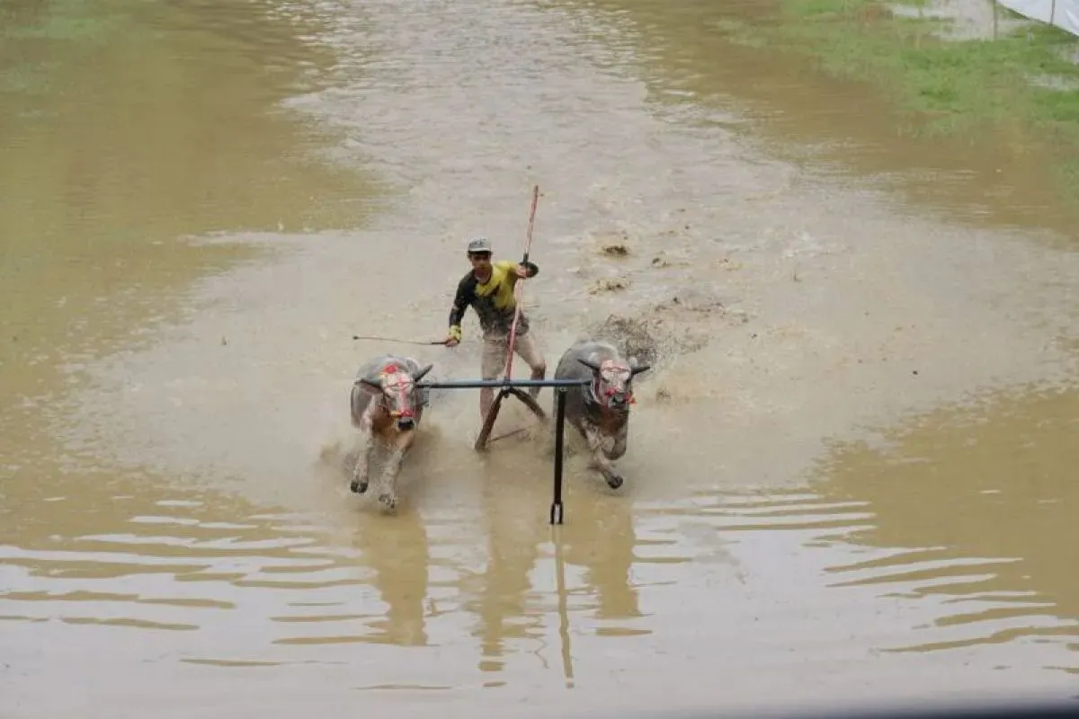 Sepasang kerbau berlomba dalam tradisi Barapan Kebo di Sumbawa Barat