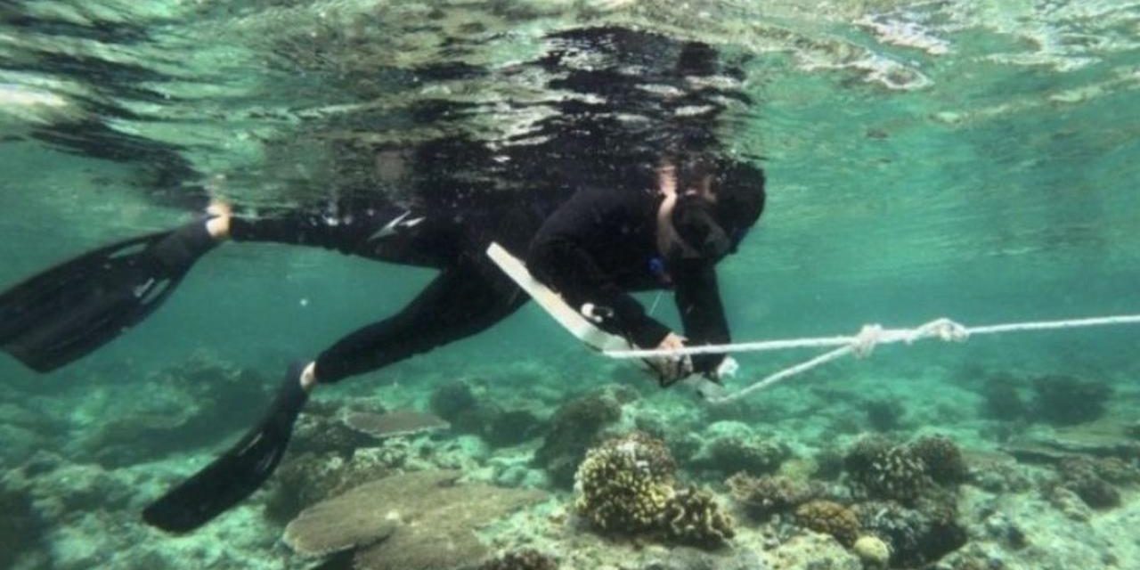 Pemprov Kaltim Perkuat Konservasi Laut untuk Lindungi Ekosistem