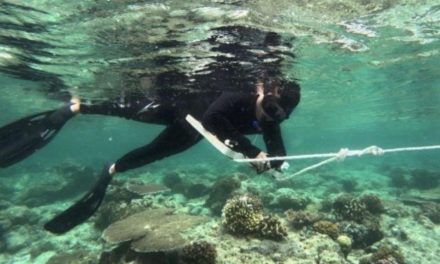 Pemprov Kaltim Perkuat Konservasi Laut untuk Lindungi Ekosistem