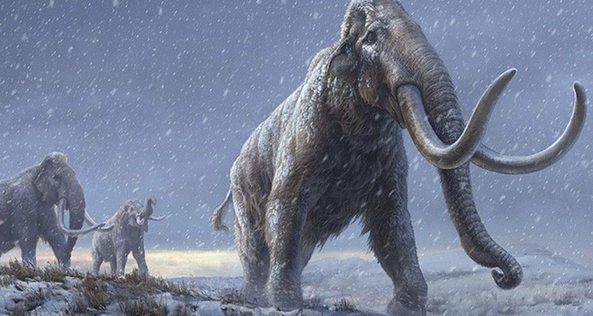 70 Tahun Disimpan di Museum, Tulang Mammoth Ini Ternyata Paus