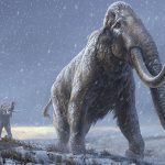 70 Tahun Disimpan di Museum, Tulang Mammoth Ini Ternyata Paus