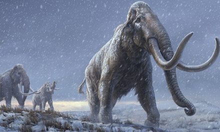 70 Tahun Disimpan di Museum, Tulang Mammoth Ini Ternyata Paus