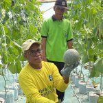 Wisata Petik Melon Kebumen Jadi Daya Tarik Baru, Greenhouse BUMDes Ramai Diserbu Pengunjung