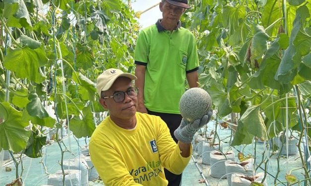 Wisata Petik Melon Kebumen Jadi Daya Tarik Baru, Greenhouse BUMDes Ramai Diserbu Pengunjung
