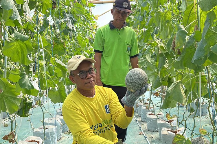 Wisata Petik Melon Kebumen Jadi Daya Tarik Baru, Greenhouse BUMDes Ramai Diserbu Pengunjung